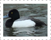Greater Scaup.