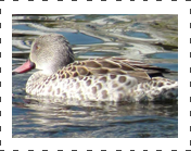 cape teal duck