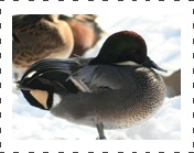 Falcated Teal Duck