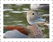 Ring Teal Duck