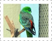 Red Rump Parakeet